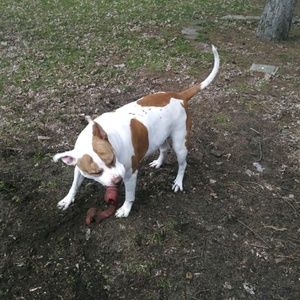 Meet your Posher, Pat